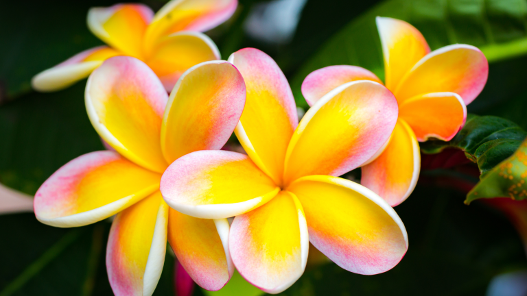 31 Most Beautiful Quotes About Flowers.